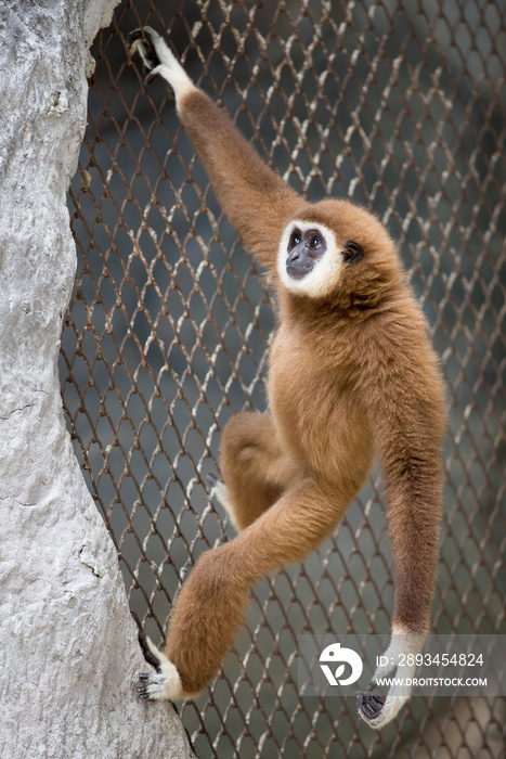 动物园里的棕色长臂猿