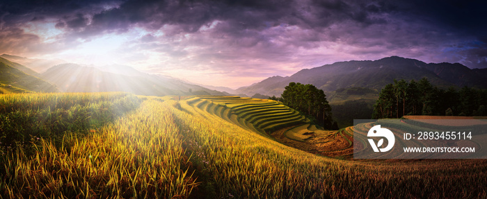 Rice fields on terraced with wooden pavilion at sunset in Mu Cang Chai, YenBai, Vietnam.