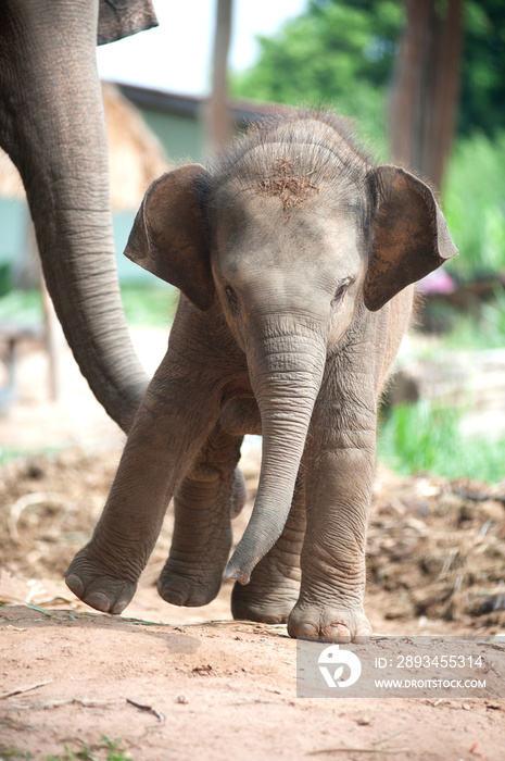 泰国大象幼崽和妈妈的关系。