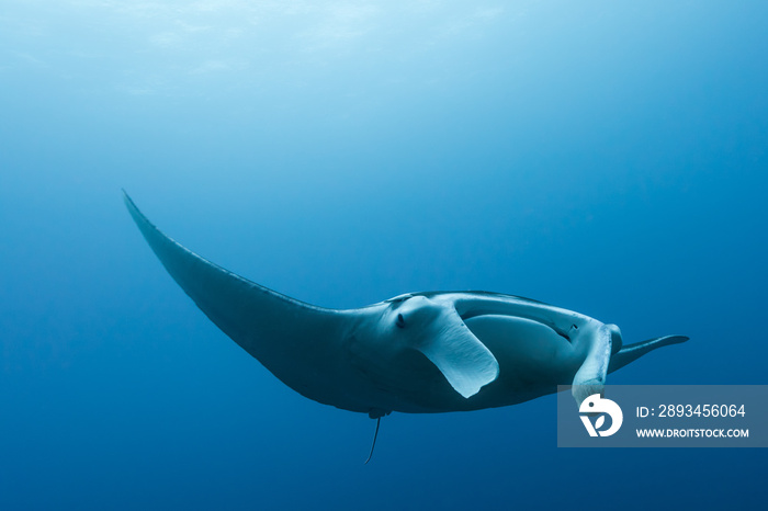 Manta ray flying by in cristal blue water