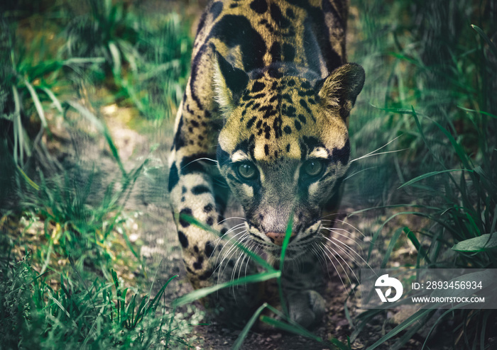 动物园里豹子内贝尔·帕尔德的画像