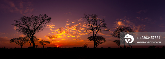 Panorama silhouette tree in africa with sunset.Tree silhouetted against a setting sun.Dark tree on o