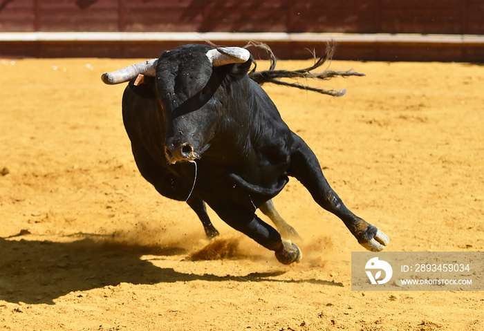 toro bravo español con grandes cuernos