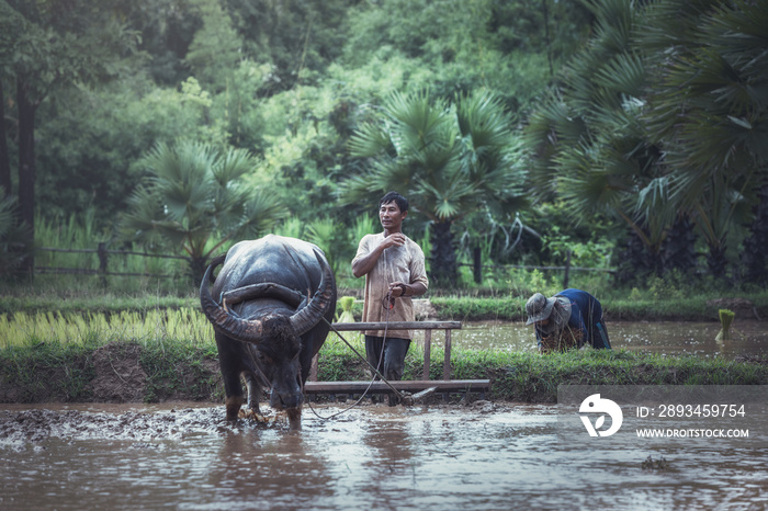 Farmers with buffalo in the rainy season. They were soaked with water and mud to be prepared for pla