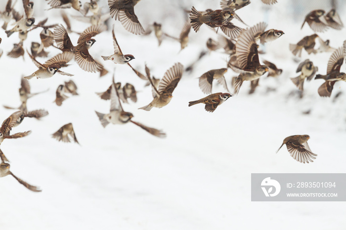 麻雀在雪地上飞翔
