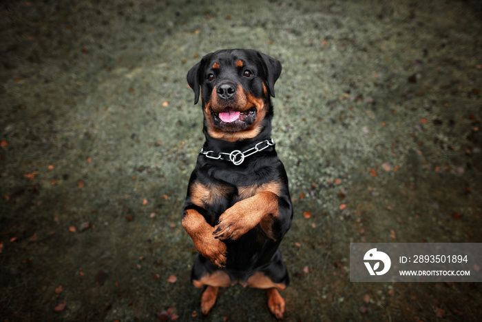 funny rottweiler dog begging outdoors in summer