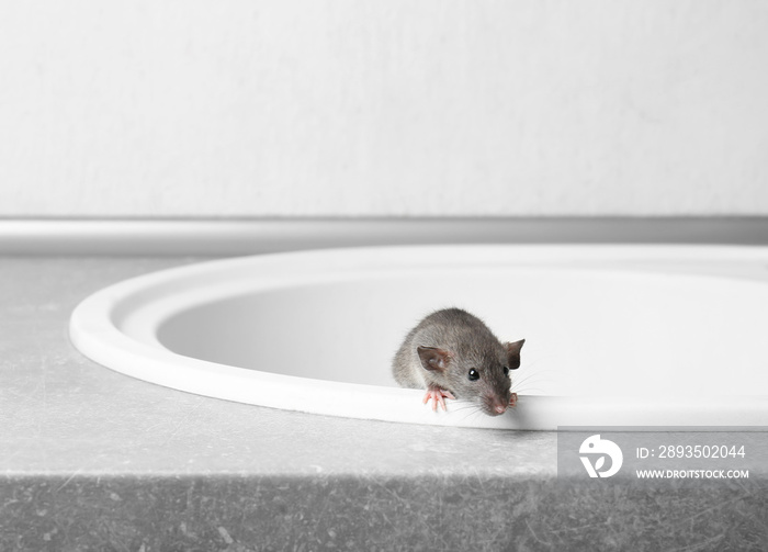 可爱的小老鼠从水槽里出来