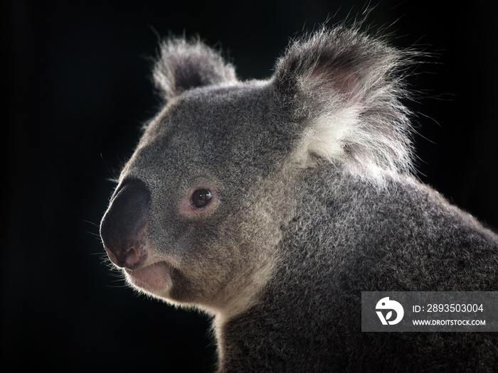 Koalas face on a black background.