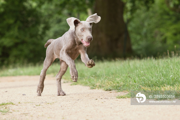 niedlicher Hund Weimeranerwelpe hat Spass und Freude am Leben und galoppiert mit fliegenden Ohren üb