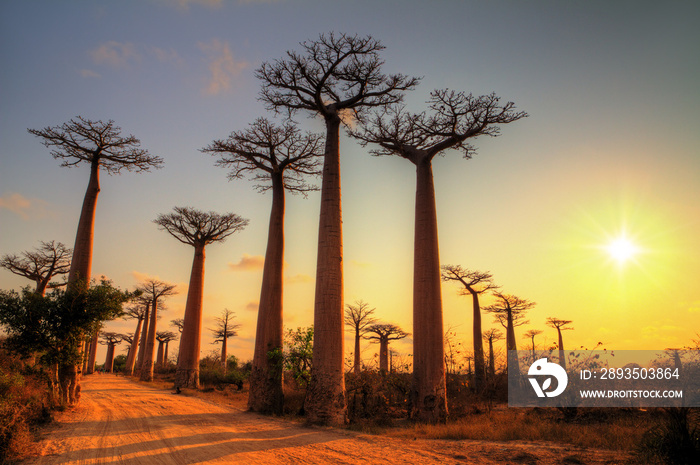 日落时分，马达加斯加猴面包树大道上美丽的猴面包树
