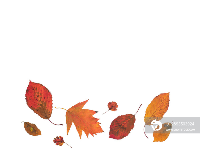 Colourful autumn leaves. Selection isolated red fallen leaves from many trees.  Arranged in a single