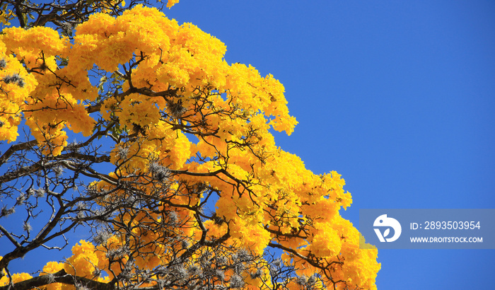 Yellow blossom in spring Tabebuia chrysantha or Araguaney the National tree of Venezuela an emblemat