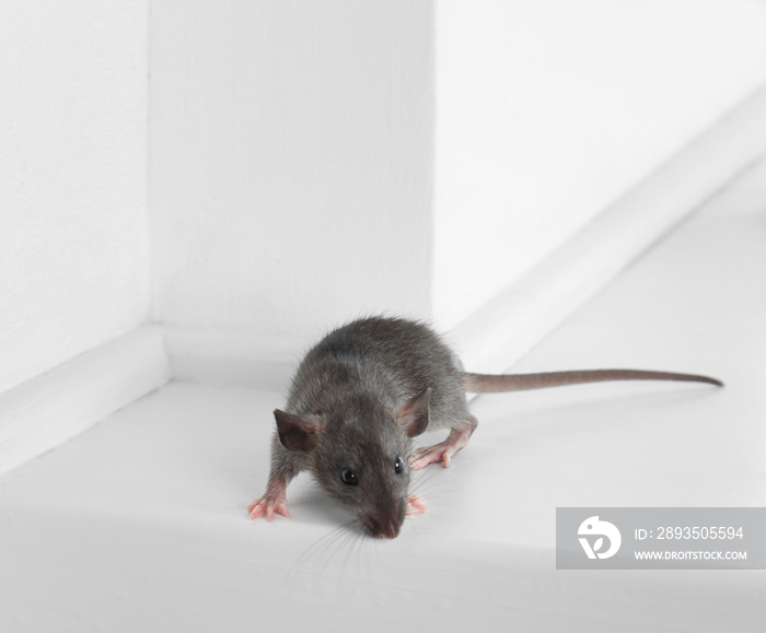 窗台上可爱的小老鼠