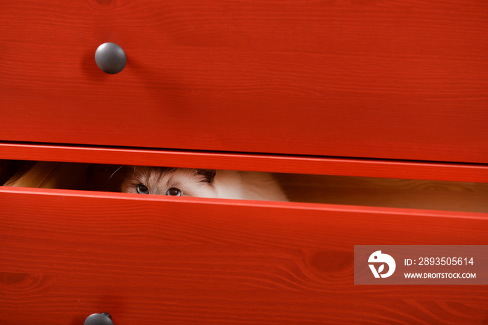 躲在红色木制抽屉里的猫