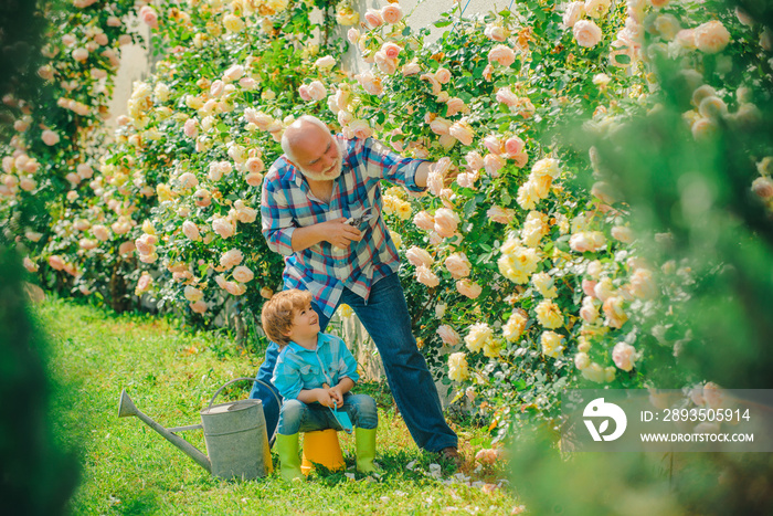 花玫瑰护理和浇水。爷爷和孙子一起园艺。和孩子一起园艺。