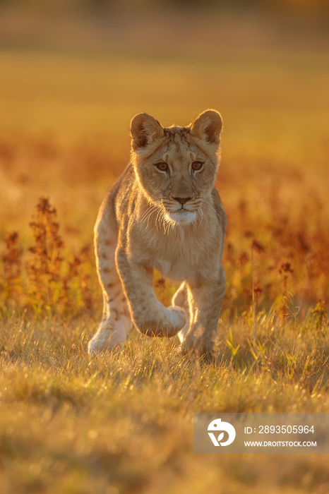 漂亮可爱的年轻母狮（Panthera leo）