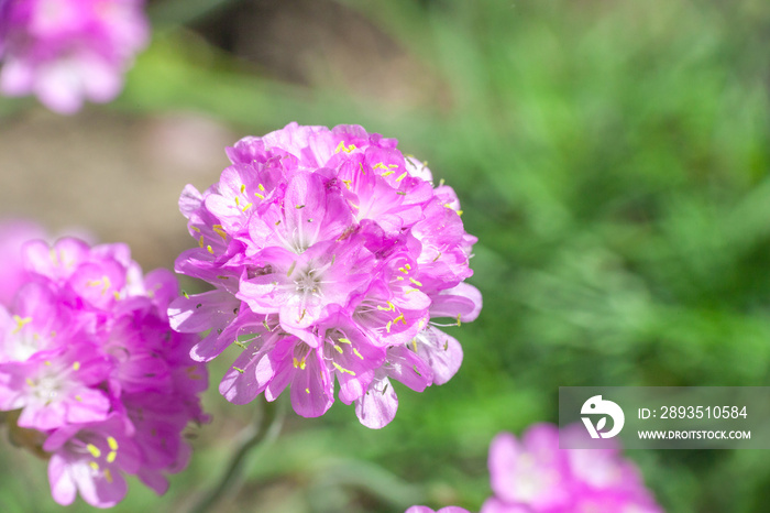 Armeria maritima pink flowers in spring garden