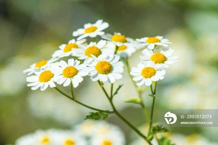 Mutterkraut, Chrysanthmemum parthenium, Heilpflanze mit Blüte