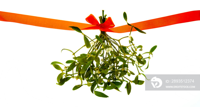 green mistletoe isolated on a white background