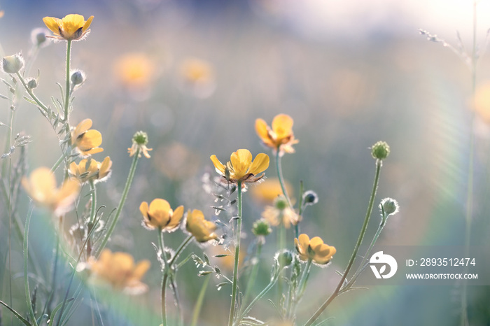 Buttercup flower, flowering yellow flower in meadow in spring