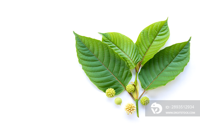 Leaves of Kratom or mitragynine with fruits and flowers on white background isolated