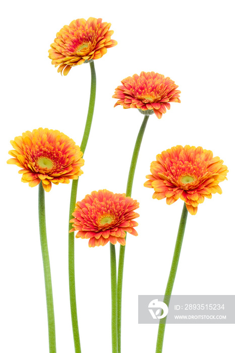 直立的橙色非洲菊花，长茎，白色背景。春天的花束。