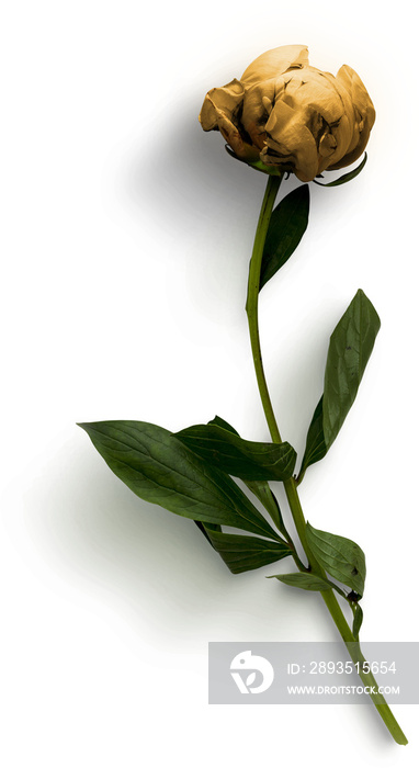 Peony with Stem Flower Flatlay Yellow