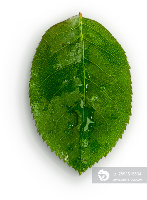 Rose Leaf with Water Drops