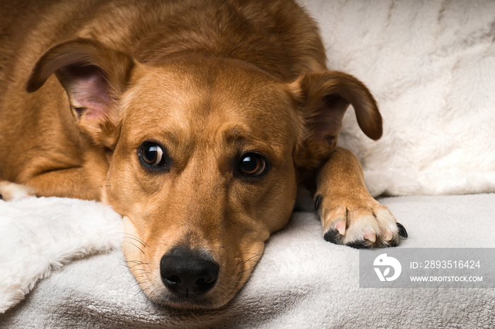 Close Up Portrait of Adorable Sad Mixed Breed Dog on Grey Scandinavian Textile Coat. Pets care and f