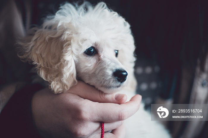 Close up indoor shot of adorable white dwarf poodle puppy. Low light and visible noise.