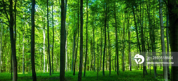 Las drzewa公园fototapeta krajobraz bory tucholskie wiosna
