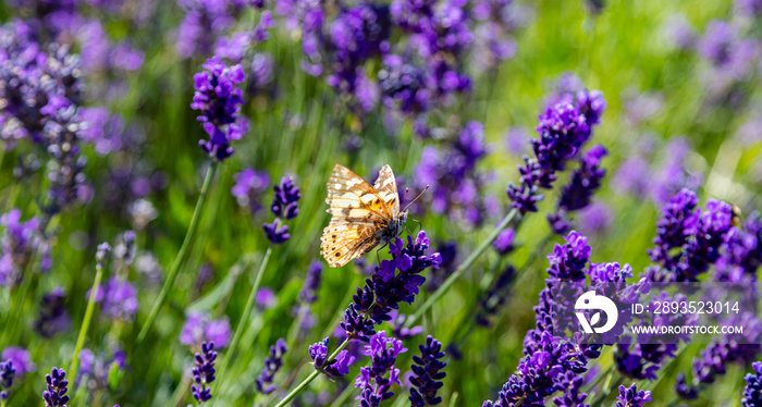 Lavender flowers, Closeup view of a butterfly on a lavender blossom in spring