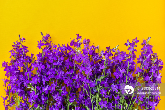 Beautiful purple flowers on a yellow background. Beautiful purple flowers on a yellow background