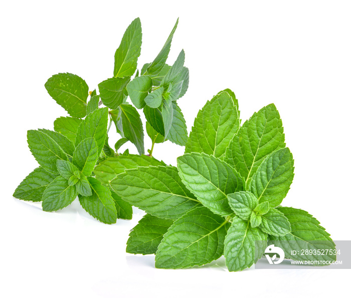 Fresh mint leaves isolated on white