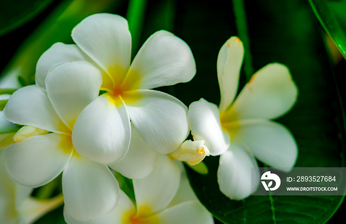 Frangipani花（Plumeria alba），背景模糊，叶片绿色。白花带黄色