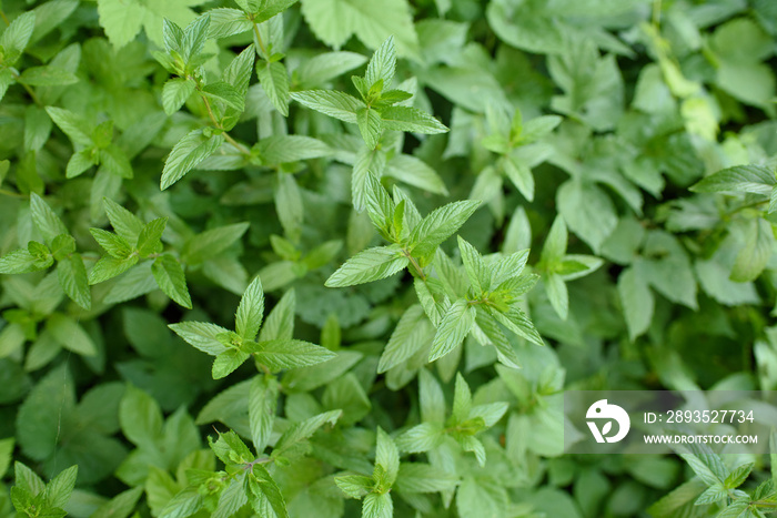 Wild mint among some other green plants