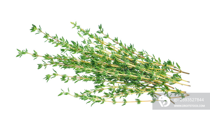 Thyme isolated on white background