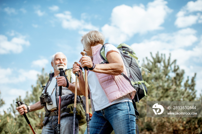 Happy senior couple hiking with trekking sticks and backpacks at the young pine forest. Enjoying nat