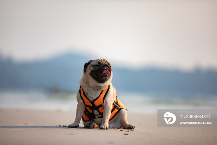 Happy dog pug breed wearing life jacket and sitting on beach feeling so happiness and fun vacations 