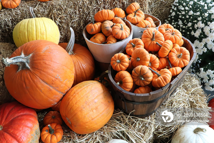 Wooden buckets of mini ornamental pumkins on bales