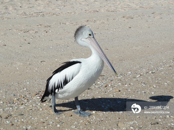 Pelican profile. Black and white feathers, yellow big eyes, rosy beak, black webbed feet. Brown sand