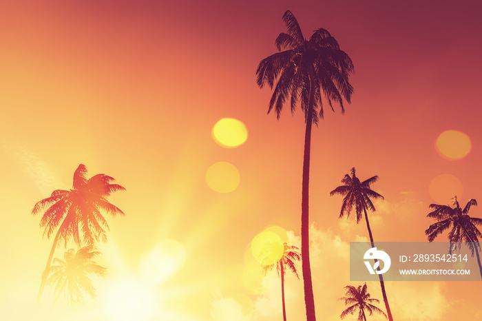 Tropical palm tree with colorful bokeh sun light on sunset sky cloud abstract background.