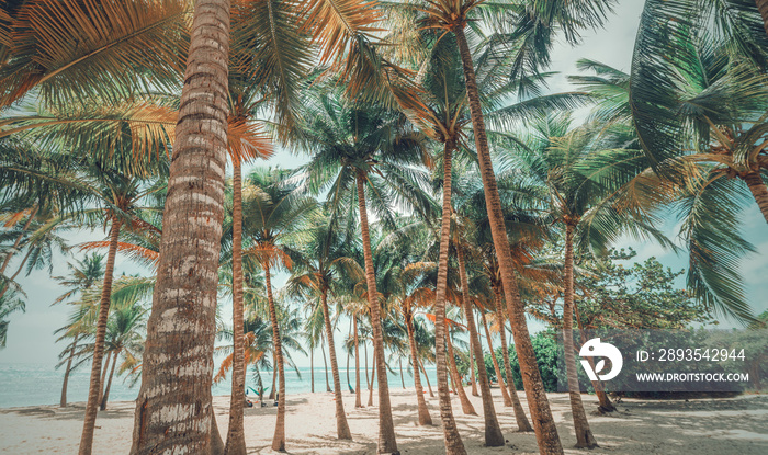 Coconut palm trees in Bois Jolan beach in Guadeloupe in vintage tone