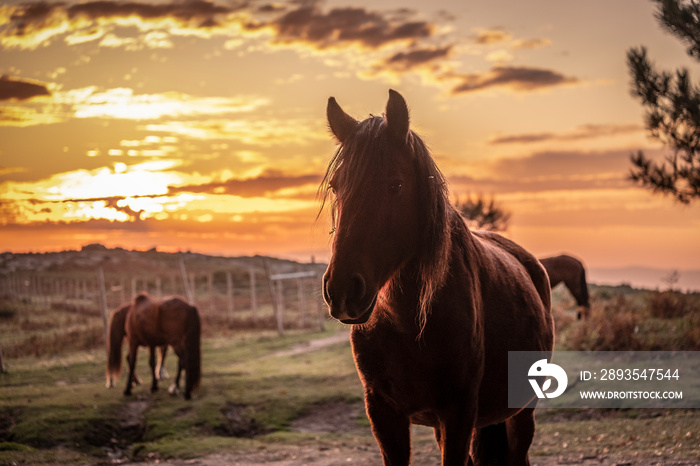 Silhueta de cavalo ao pôr do sol nas montanhas