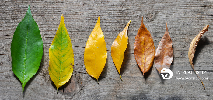 木质背景上树叶的生命周期。秋天树叶的颜色从绿色、黄色到br