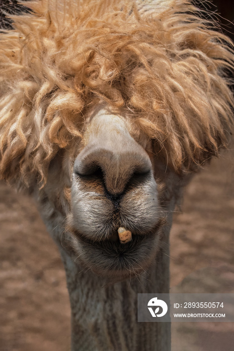 llama or is it an alpaca with one tooth and having a very bad hair day color