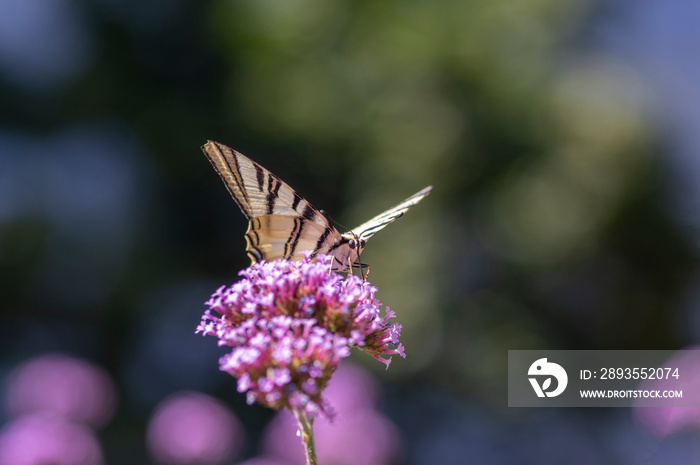 马鞭草（Verbena bonariensis vervain purpletop）开花植物，带白-黑蝴蝶稀少的燕尾花