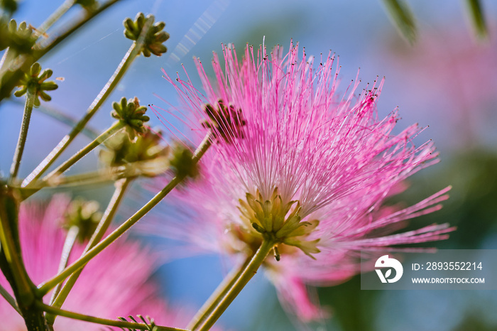 blossom of a Persian silk tree