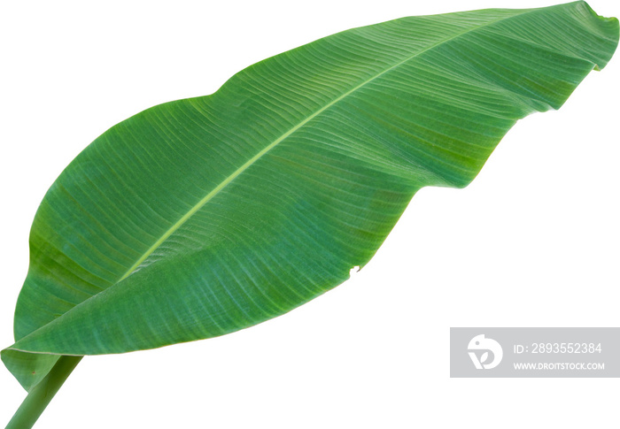 Banana Leaf Isolated