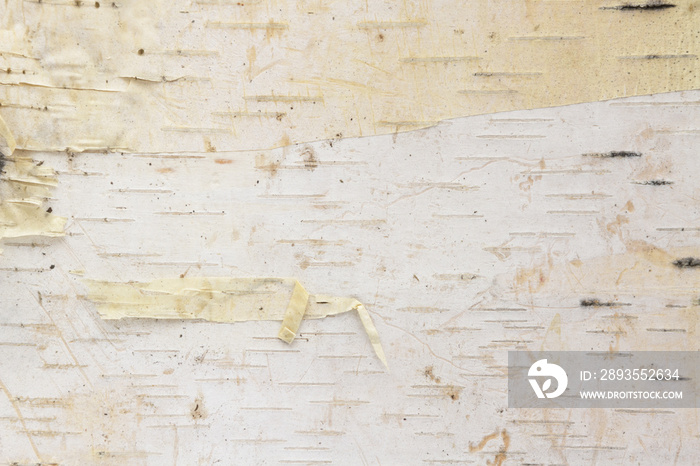 Birch tree bark background